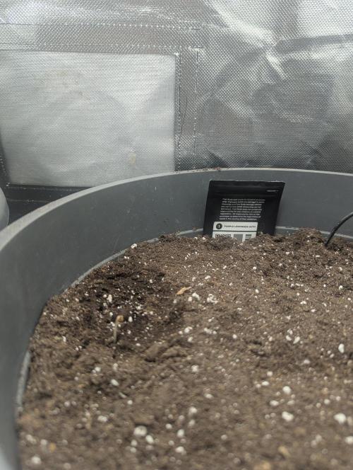 Winter25 - Lemonade. Week 0