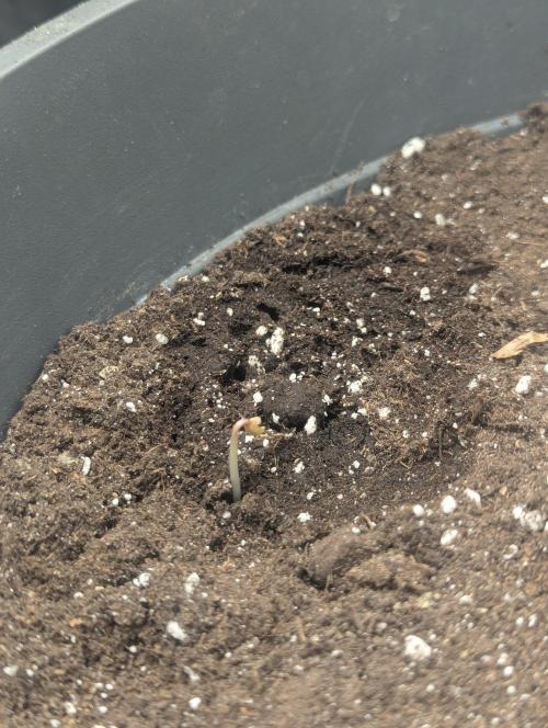 Winter25 - Lemonade. Week 0