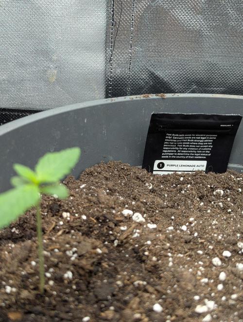 Winter25 - Lemonade. Week 1