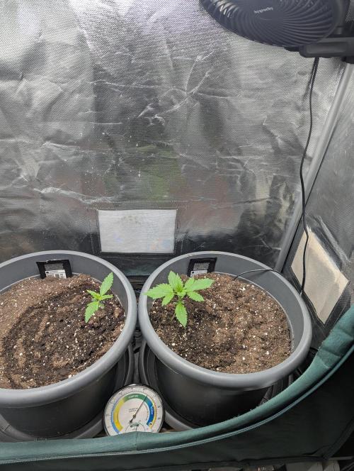 Winter25 - Lemonade. Week 2 - Purple Lemonade on the right.