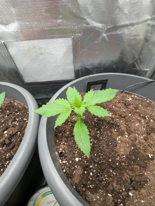 Winter25 - Lemonade. Week 2