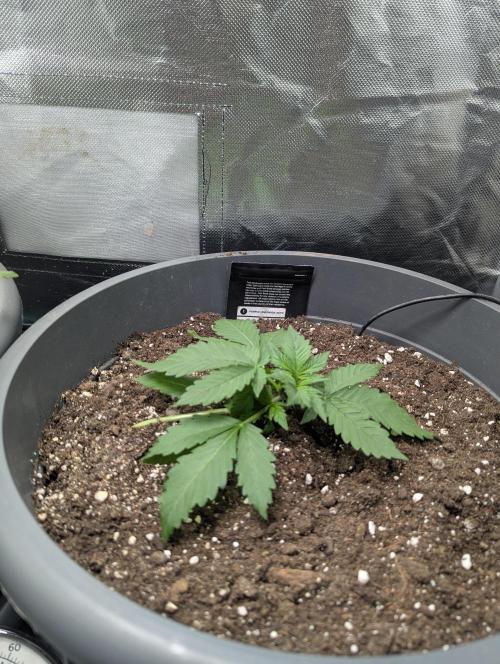 Winter25 - Lemonade. Week 3