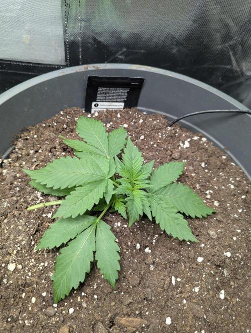 Winter25 - Lemonade. Week 3