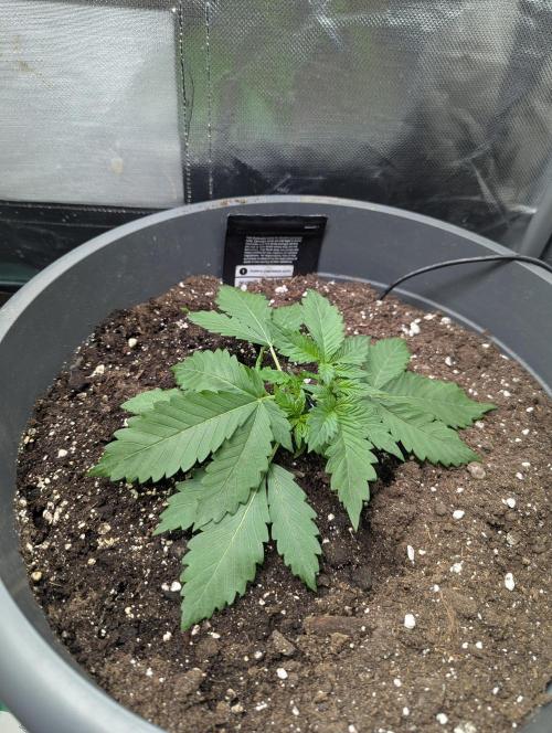 Winter25 - Lemonade. Week 3