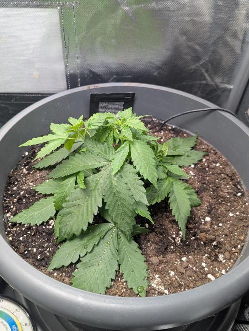 Winter25 - Lemonade. Week 4