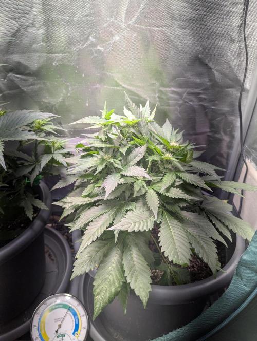 Winter25 - Lemonade. Week 6