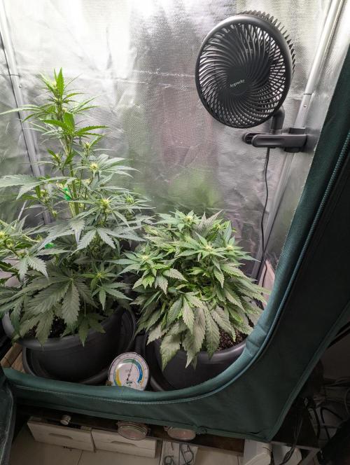 Winter25 - Lemonade. Week 6