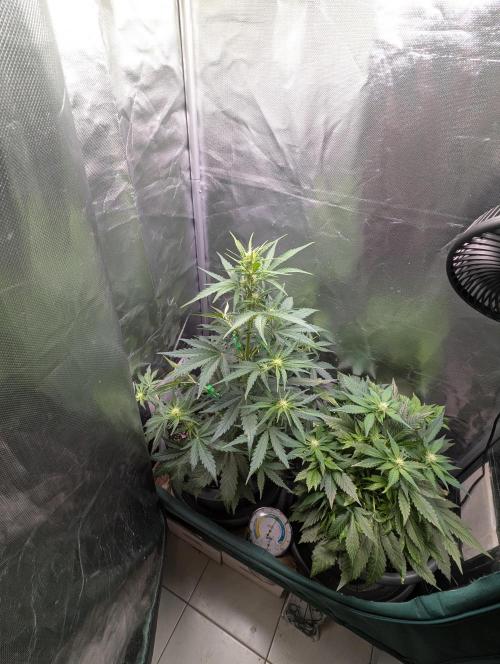 Winter25 - Lemonade. Week 6