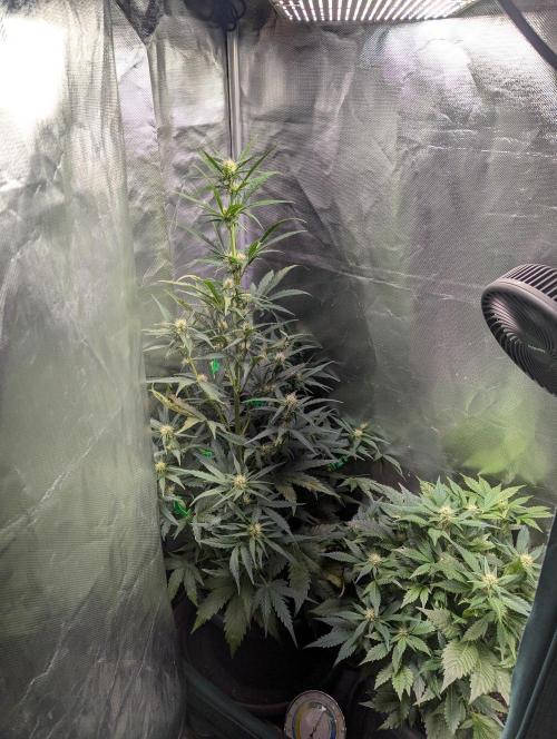 Winter25 - Lemonade. Week 7