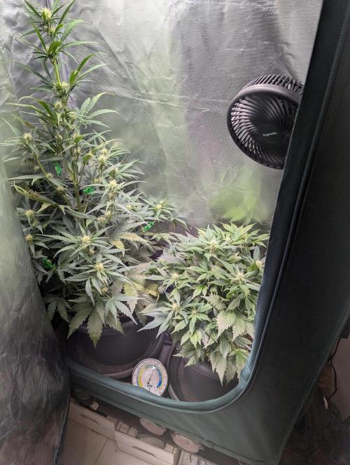 Winter25 - Lemonade. Week 7
