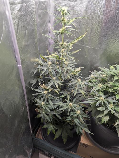 Winter25 - Lemonade. Week 7