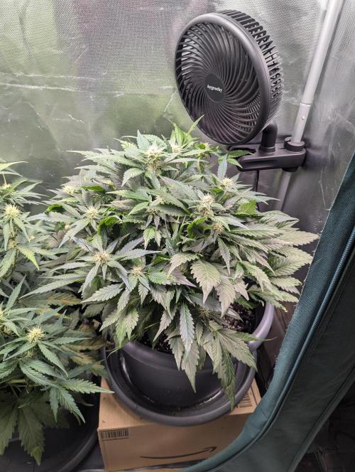 Winter25 - Lemonade. Week 7