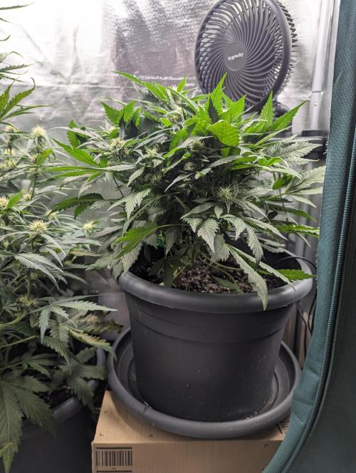 Winter25 - Lemonade. Week 7
