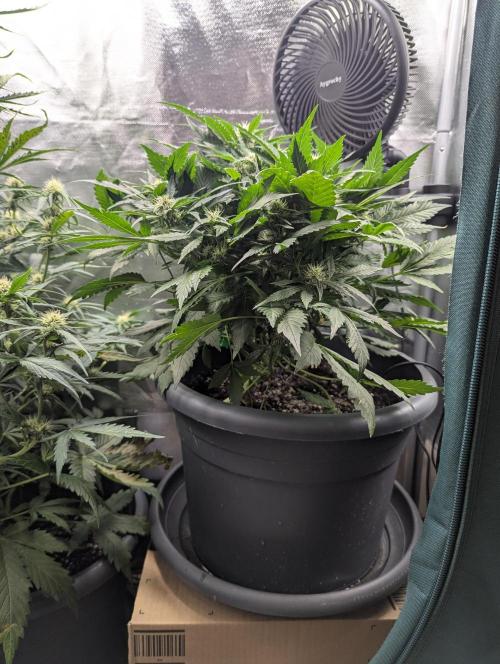 Winter25 - Lemonade. Week 7
