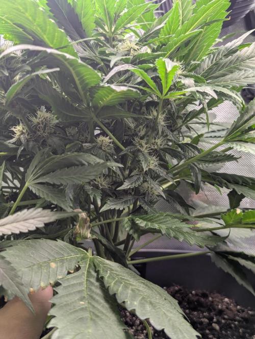 Winter25 - Lemonade. Week 7