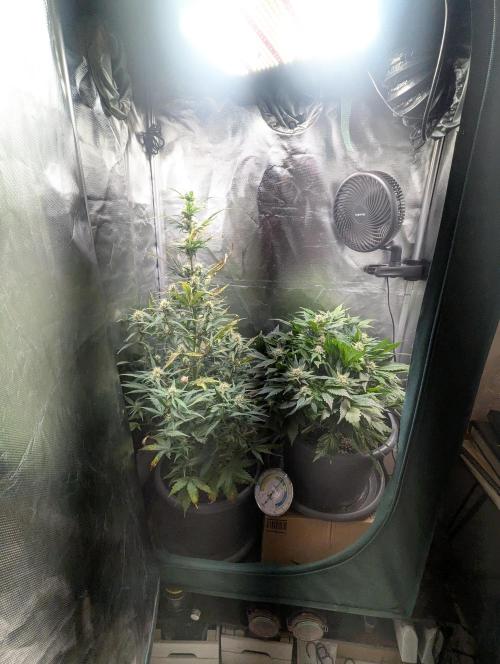 Winter25 - Lemonade. Week 8