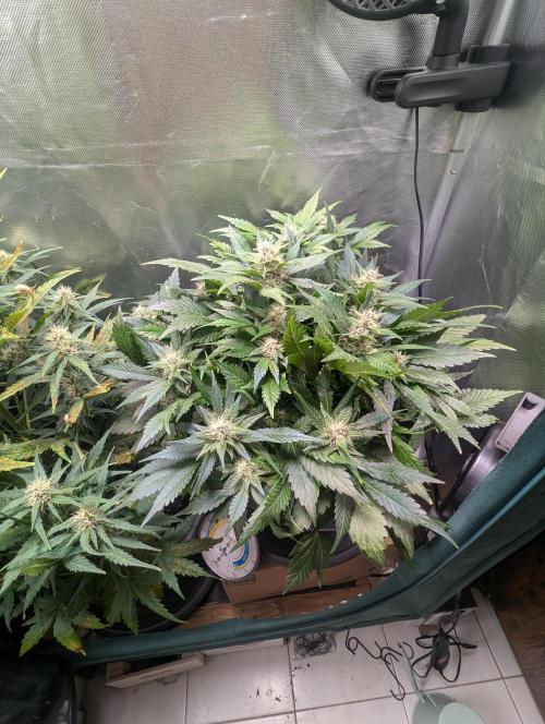 Winter25 - Lemonade. Week 8