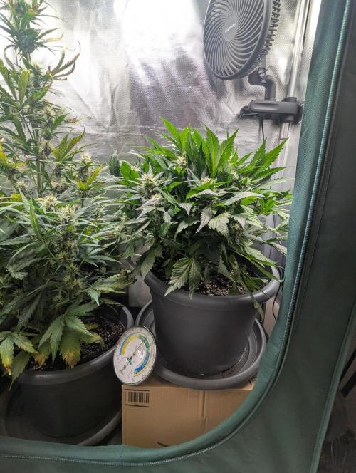 Winter25 - Lemonade. Week 8
