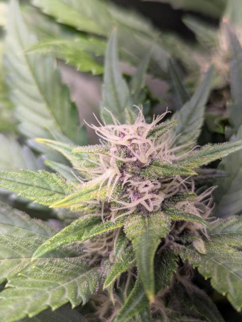 Winter25 - Lemonade. Week 8