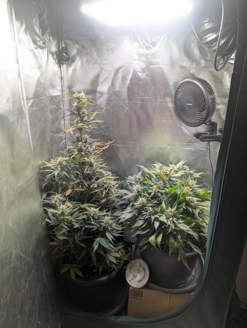 Winter25 - Lemonade. Week 9