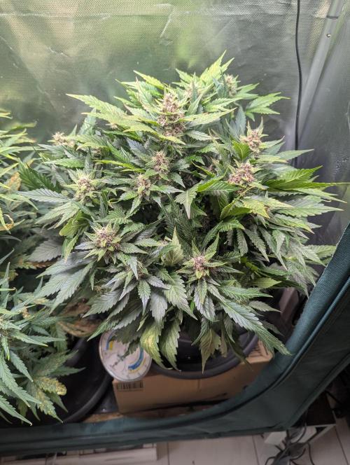 Winter25 - Lemonade. Week 9