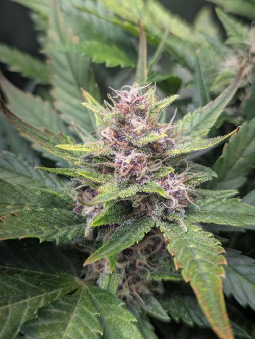 Winter25 - Lemonade. Week 9