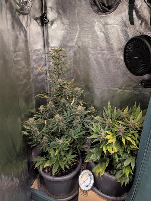 Winter25 - Lemonade. Week 9