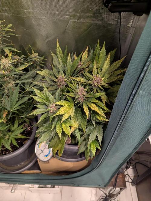 Winter25 - Lemonade. Week 9