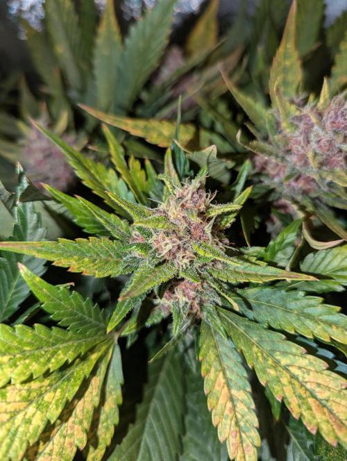 Winter25 - Lemonade. Week 9