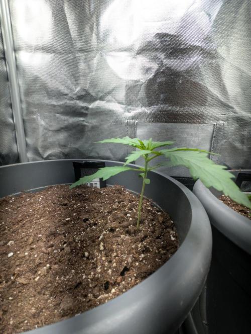 Winter25 - Cookies. Week 2