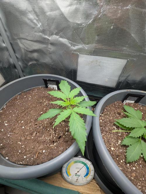 Winter25 - Cookies. Week 2