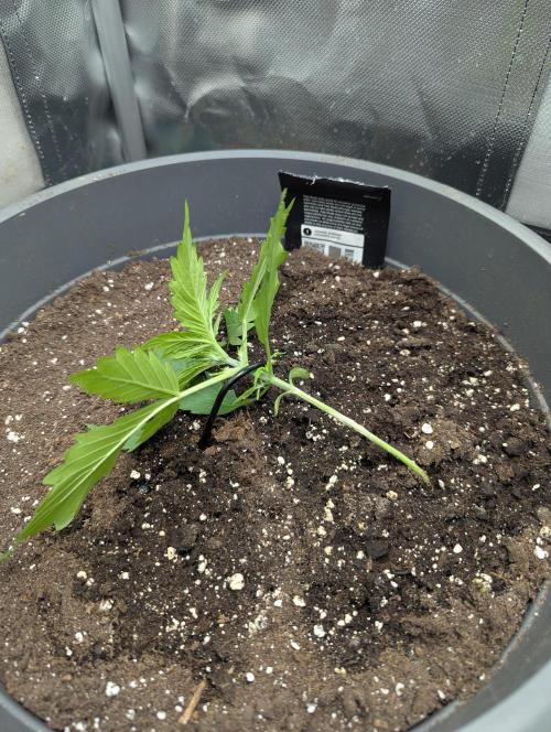 Winter25 - Cookies. Week 3