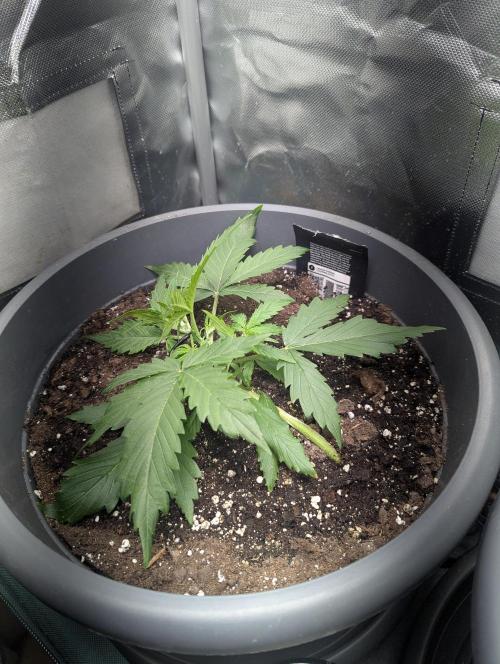 Winter25 - Cookies. Week 3