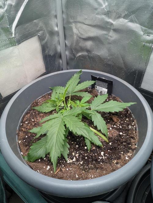 Winter25 - Cookies. Week 3