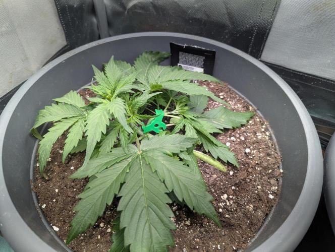 Winter25 - Cookies. Week 4