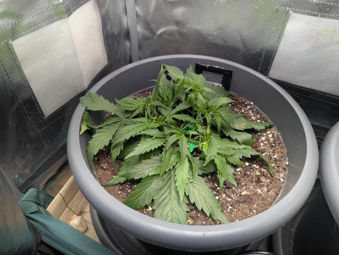 Winter25 - Cookies. Week 4