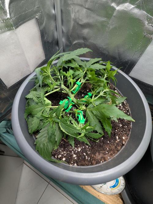 Winter25 - Cookies. Week 4