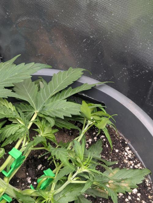 Winter25 - Cookies. Week 4