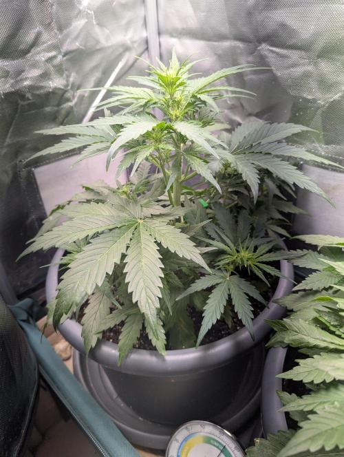 Winter25 - Cookies. Week 5