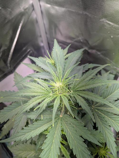 Winter25 - Cookies. Week 5