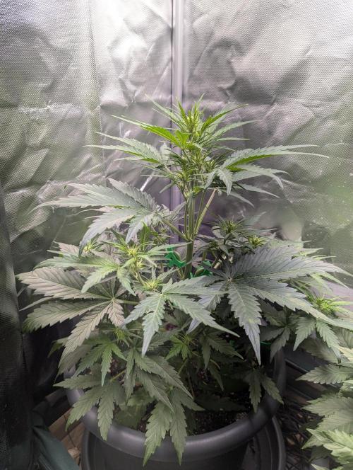 Winter25 - Cookies. Week 5