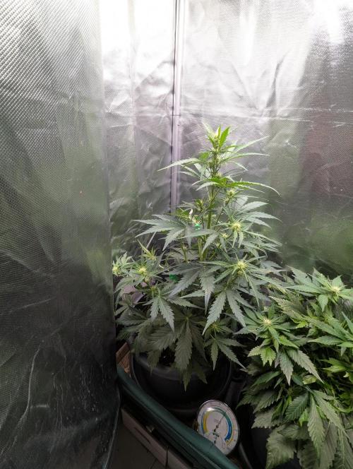 Winter25 - Cookies. Week 6