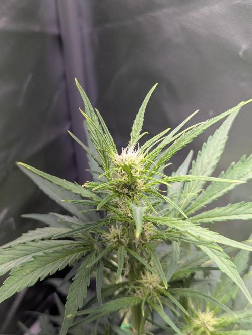 Winter25 - Cookies. Week 6