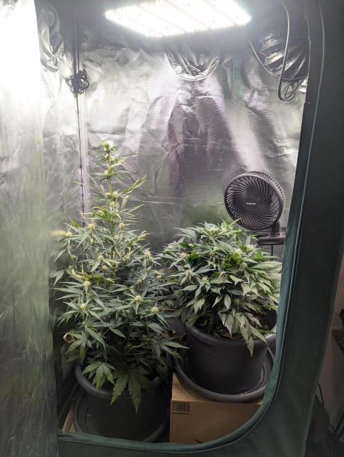 Winter25 - Cookies. Week 6