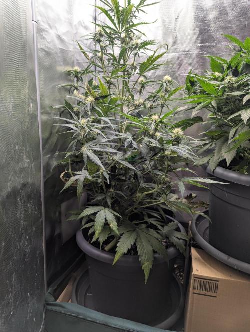 Winter25 - Cookies. Week 6