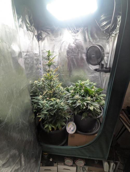 Winter25 - Cookies. Week 7