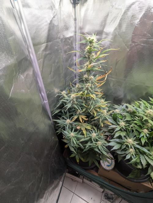 Winter25 - Cookies. Week 7