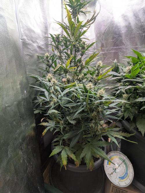Winter25 - Cookies. Week 7