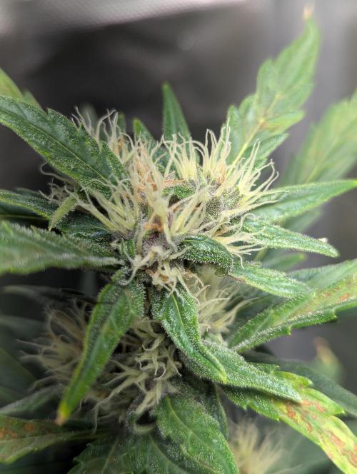 Winter25 - Cookies. Week 7