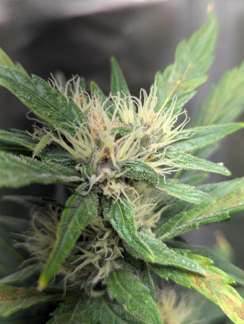 Winter25 - Cookies. Week 7